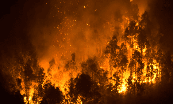 los incendios forestales